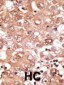 BMP9 (GDF2) Antibody (N-term)